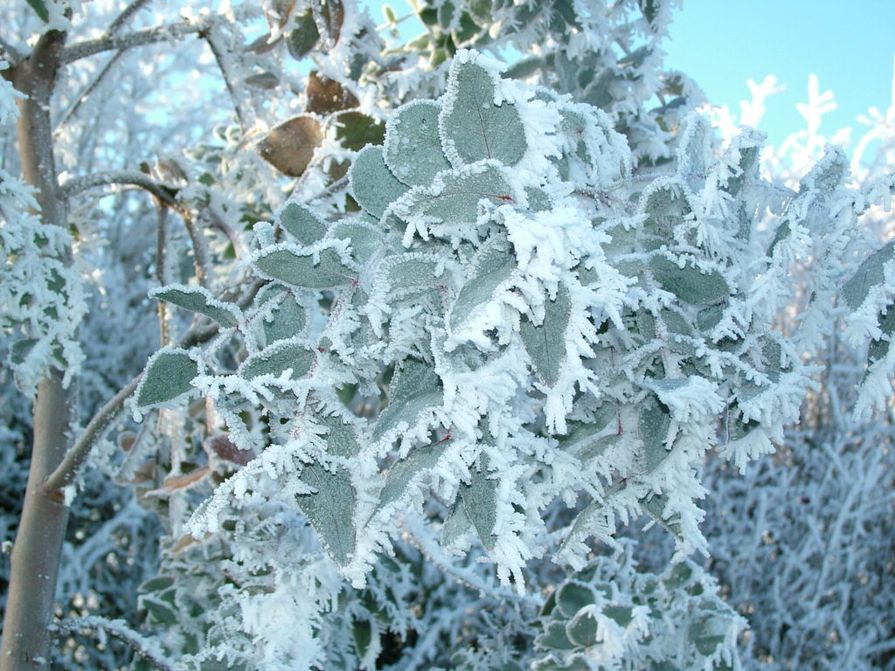 Ein mit Raureif bedeckter Eukalyptus mit grünen Blättern, umgeben von frostiger Winterlandschaft